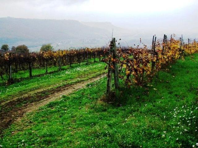Terreno in vendita a Orvieto, Umbria