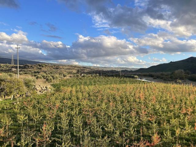 Terreno in vendita a Bronte, Sicilia