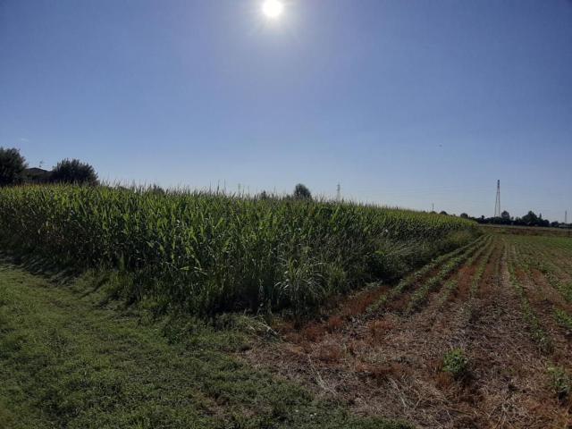 Terreno in vendita a Santo Lampertico, Villaverla