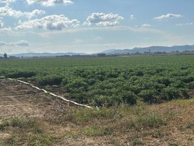 Terreno in vendita a Orbetello, Toscana
