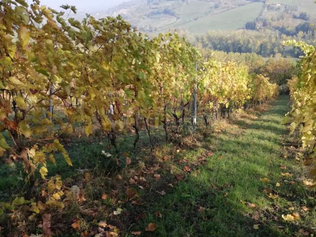 Terreno in vendita a Unione di Comuni della Romagna Forlivese, Bertinoro