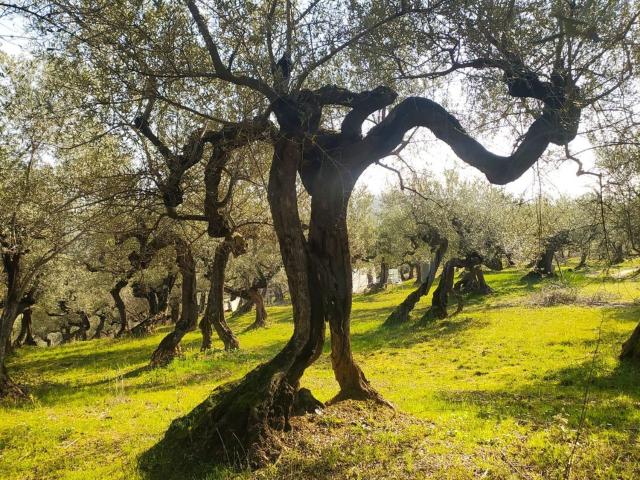 Terreno in vendita a Loreto Aprutino, Abruzzo
