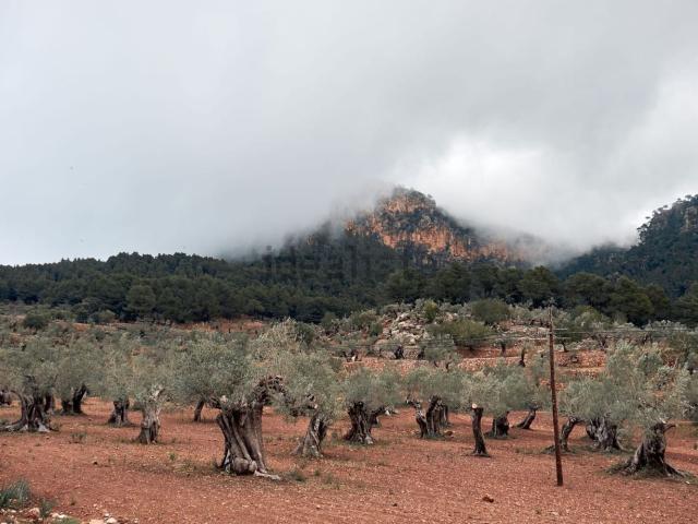 Terreno in vendita a Calvi, Campania