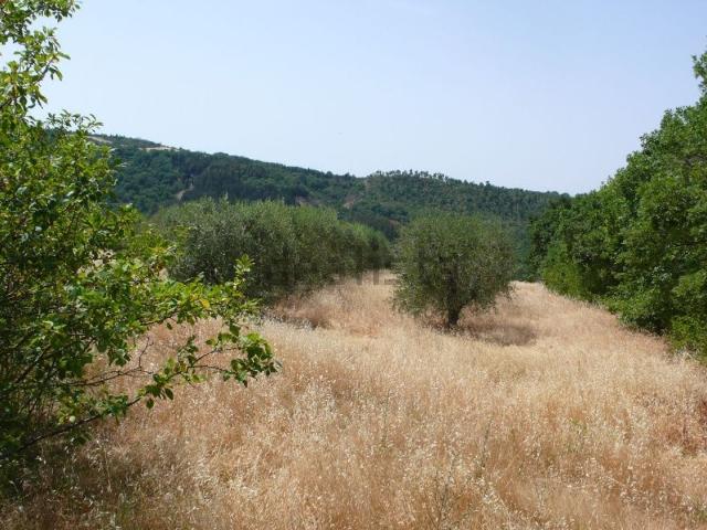 Terreno in vendita a Radicofani, Toscana