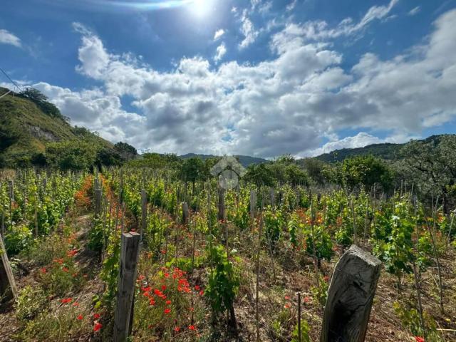 Terreno in vendita a Amantea Paese, Calabria