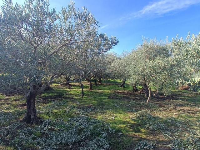 Terreno in vendita a Fondaconuovo, Spadafora