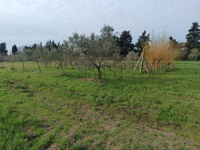 Terreno in vendita a Collesalvetti, Toscana