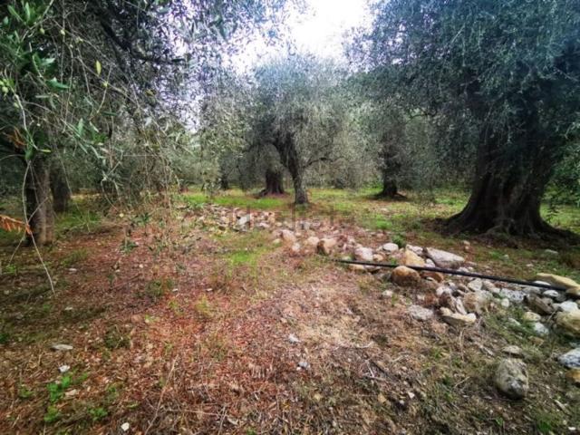 Terreno in vendita a San Bartolomeo Al Mare, Liguria