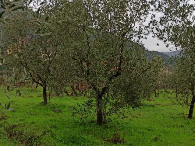 Terreno in vendita a Marliana, Toscana