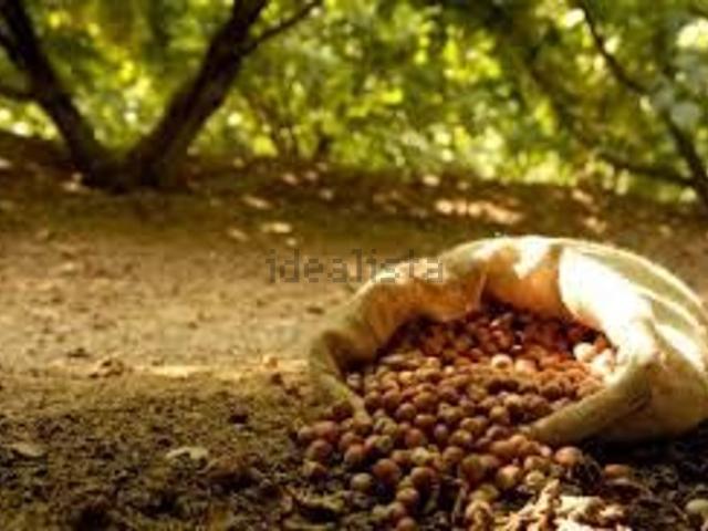 Terreno in vendita a Summonte, Campania