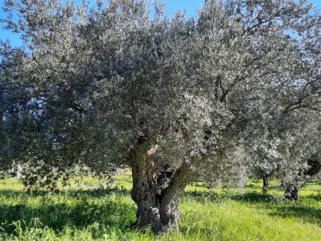 Terreno in vendita a Sperlinga, Chiaramonte Gulfi