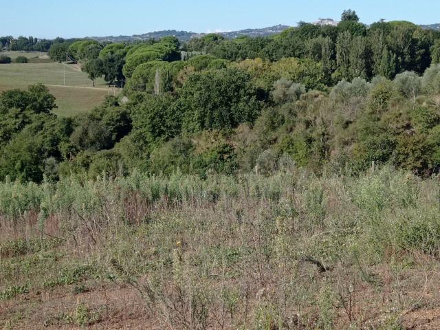 Terreno in vendita a Acquaforte, Celleno
