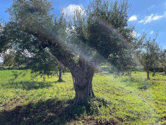 Terreno in vendita a Calabria, Cosenza