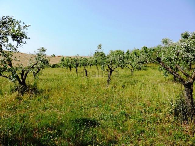 Terreno in vendita a Bibbona, Toscana