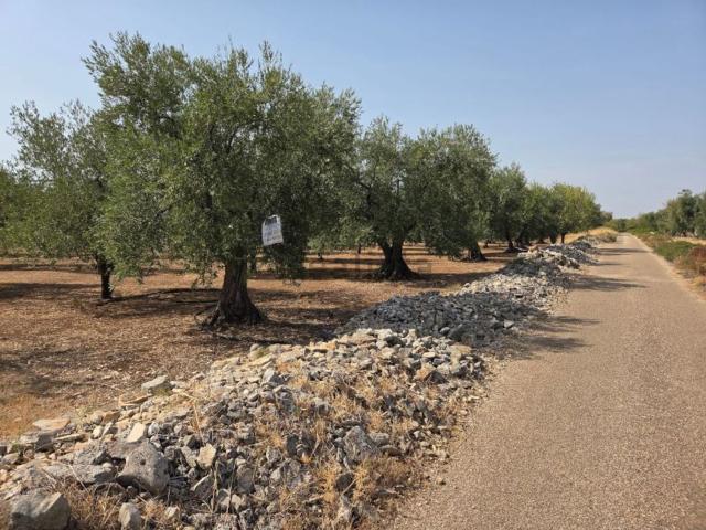 Terreno in vendita a Puglia, Bari