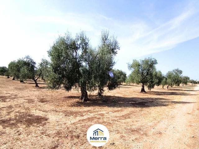 Terreno in vendita a Corato, Bari