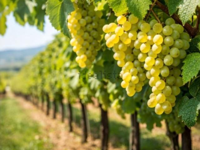 Terreno in vendita a Villa, Colognola Ai Colli