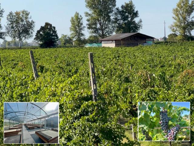 Terreno in vendita a Unione dei comuni della Bassa Romagna, Bagnacavallo