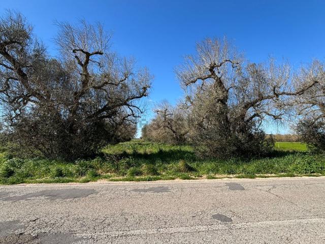 Terreno in vendita a Puglia, Brindisi