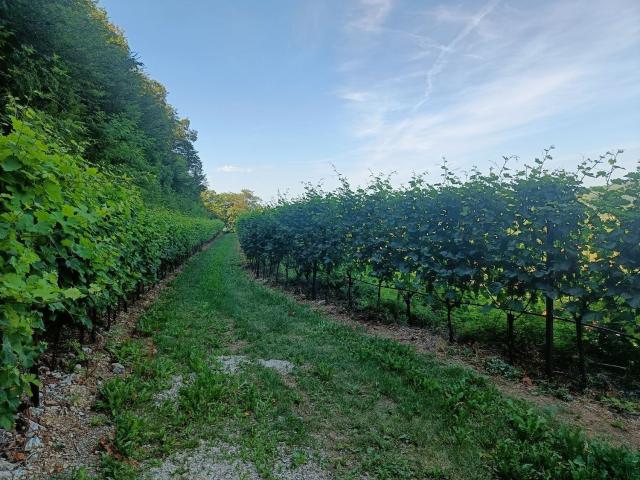 Terreno in vendita a Tregnago, Verona
