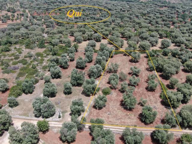 Terreno in vendita a Puglia, Brindisi