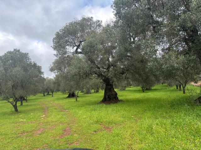 Terreno in vendita a Puglia, Brindisi