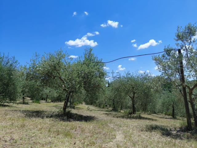 Terreno in vendita a Montalcino, Toscana