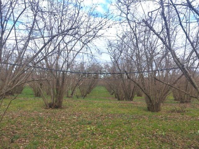 Terreno in vendita a Soriano Nel Cimino, Lazio