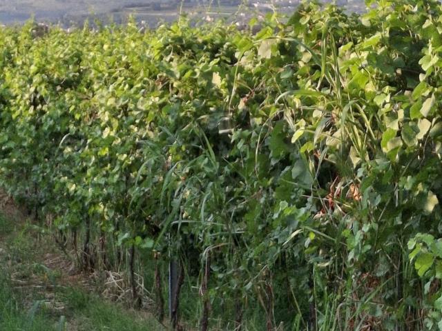 Terreno in vendita a Belfiore, Veneto