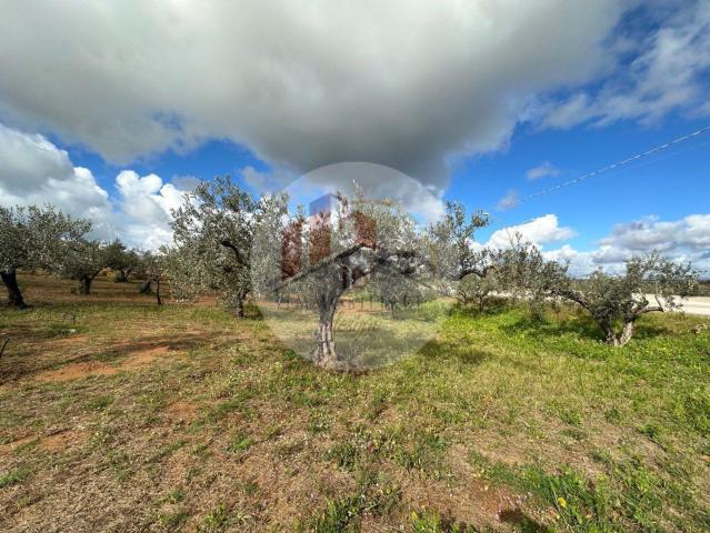 Terreno in vendita a Castelvetrano, Sicilia