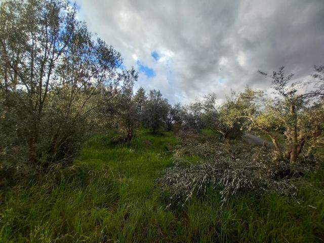 Terreno in vendita a Calabria, Cosenza