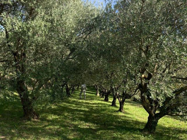 Terreno in vendita a Pradipaldo, Marostica