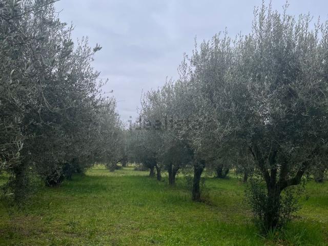 Terreno in vendita a Bolsena, Lazio