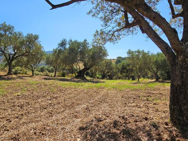 Terreno in vendita a Calabria, Catanzaro