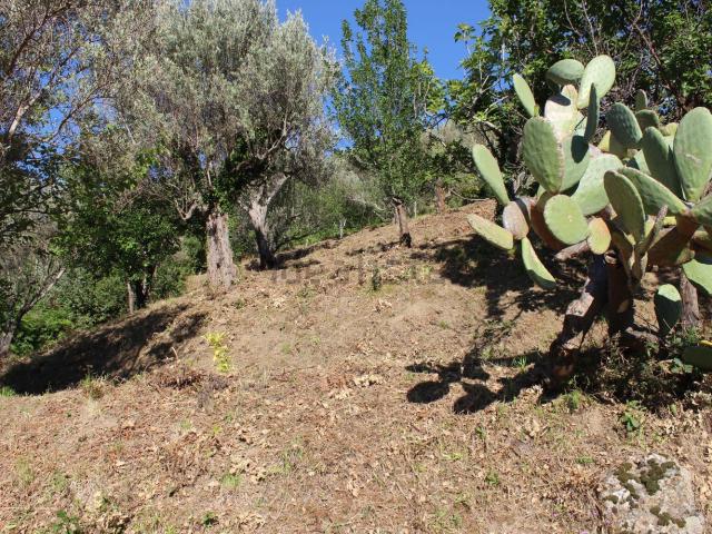 Terreno in vendita a Capri Leone, Sicilia