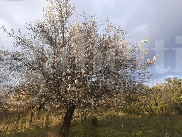 Terreno in vendita a San Basilio, Sardigna/Sardegna