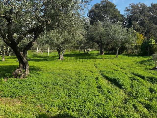 Terreno in vendita a Pantano, Calabria
