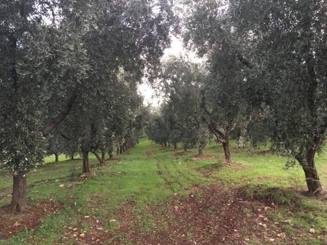 Terreno in vendita a Pianella, Abruzzo