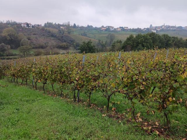 Terreno in vendita a Piemonte, Alessandria