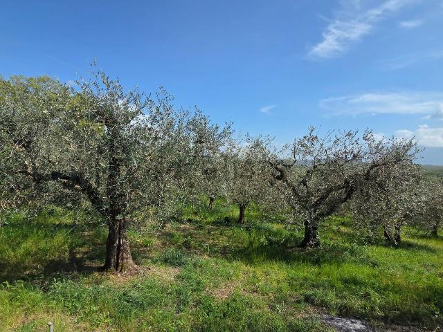 Terreno in vendita a Piglio, Lazio