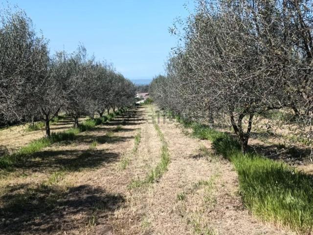 Terreno in vendita a Mazzocchio Alto, Vetralla
