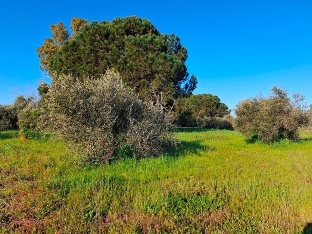Terreno in vendita a Orbetello, Toscana