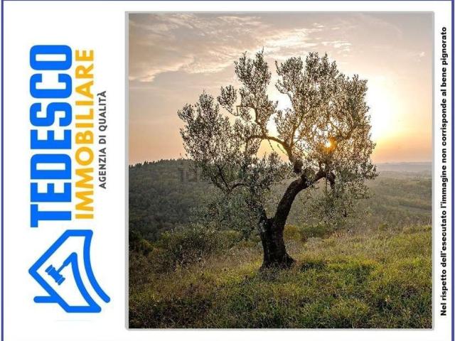 Terreno in vendita a Calvi, Campania