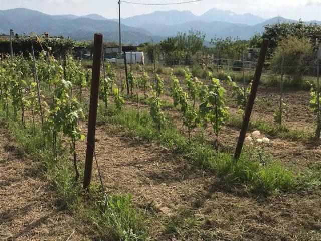 Terreno in vendita a Castelnuovo Magra, Liguria