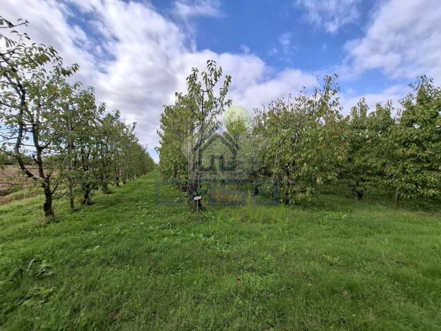 Terreno in vendita a Busseto, Reggio Emilia