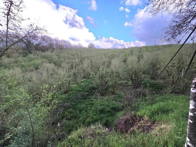 Terreno in vendita a Gallese, Lazio