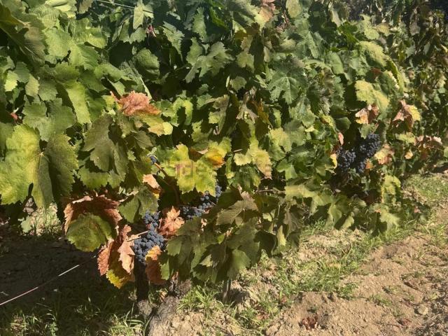 Terreno in vendita a Dolianova, Sardigna/Sardegna