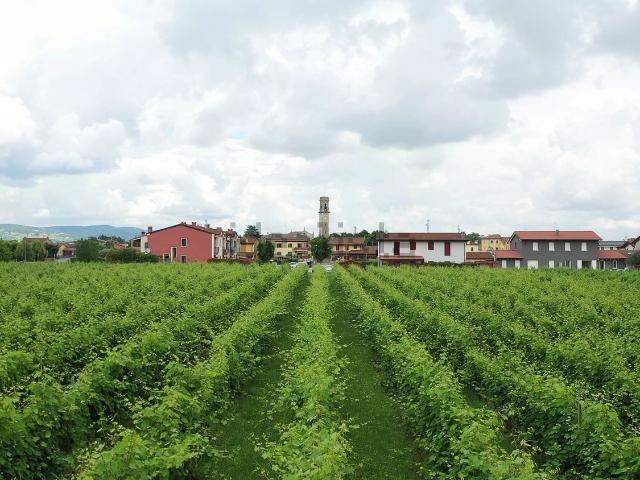 Terreno in vendita a Cagnano, Pojana Maggiore