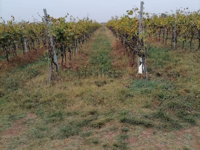 Terreno in vendita a Belfiore, Veneto