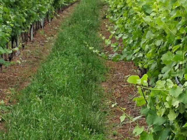Terreno in vendita a San Bonifacio, Verona